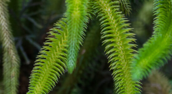 pianta perenne