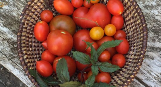 pomodori