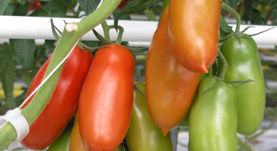 pomodoro San Marzano