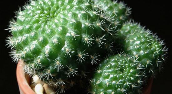 rebutia minuscula