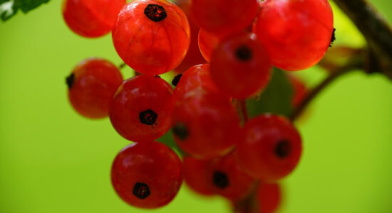 ribes rosso