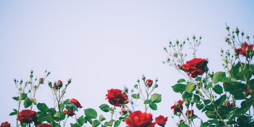 rose
