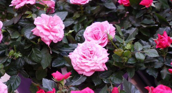 rose