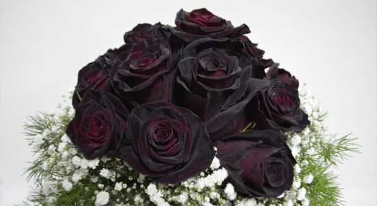 rose nere