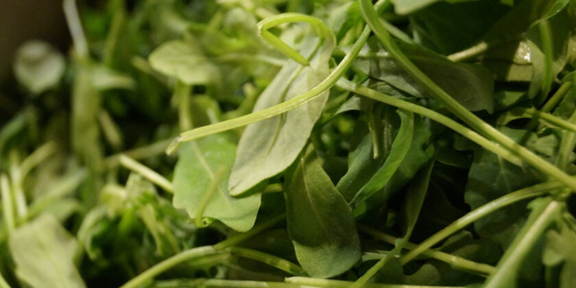 rucola