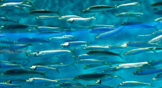 sardine