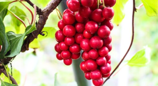 schisandra