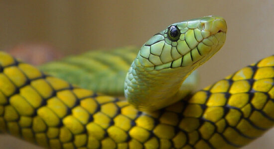 serpente
