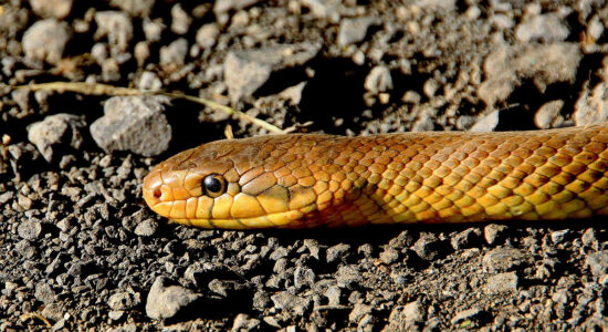serpente