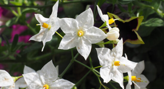 solanum jasminoides