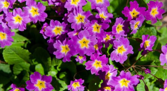violette