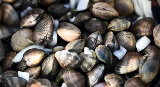 vongole