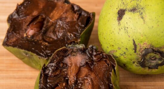 zapote nero