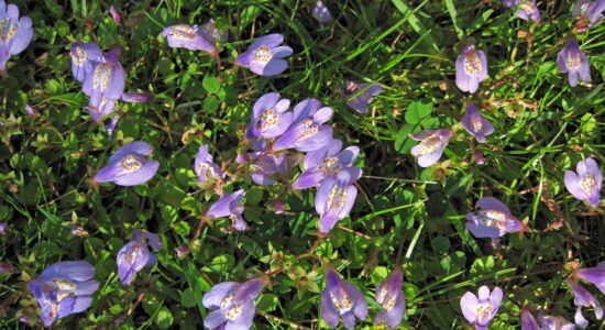 fiori mazus