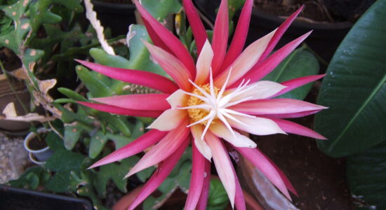 fiore di Selenicereus anthonyanus