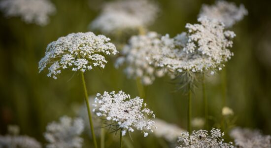 Daucus carota selvatica