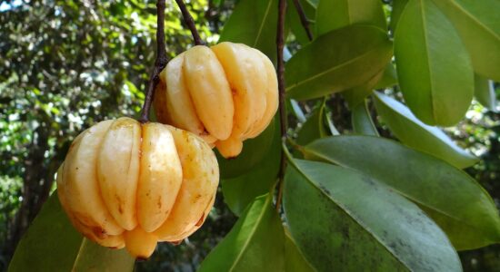 Garcinia