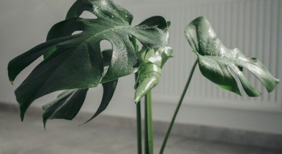 Monstera deliciosa