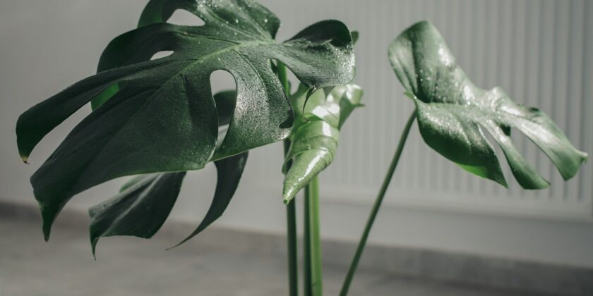Monstera deliciosa