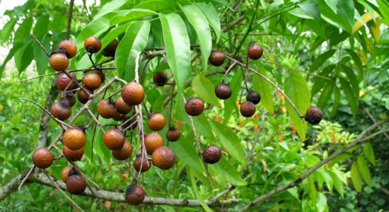Noci saponarie