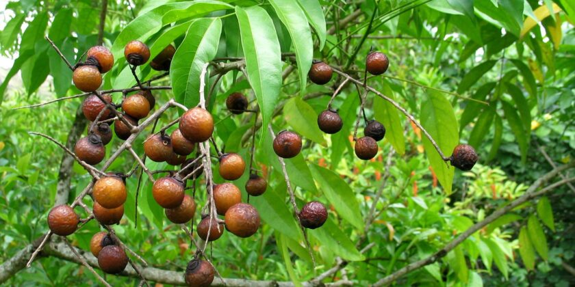 Noci saponarie