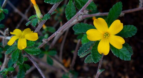damiana