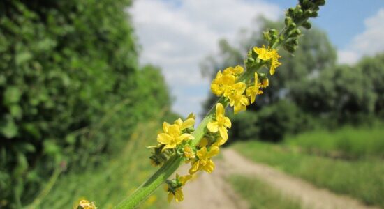 agrimonia