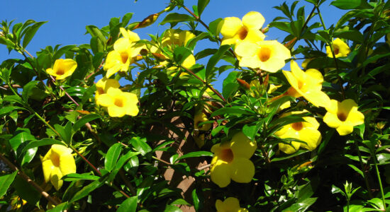 allamanda