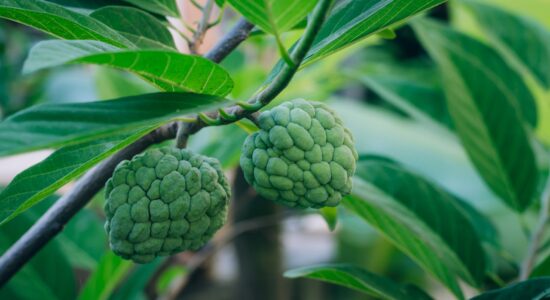 cirimoia o annona