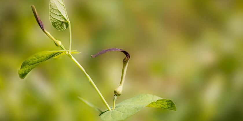 aristolochia rotunda