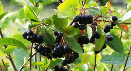 aronia
