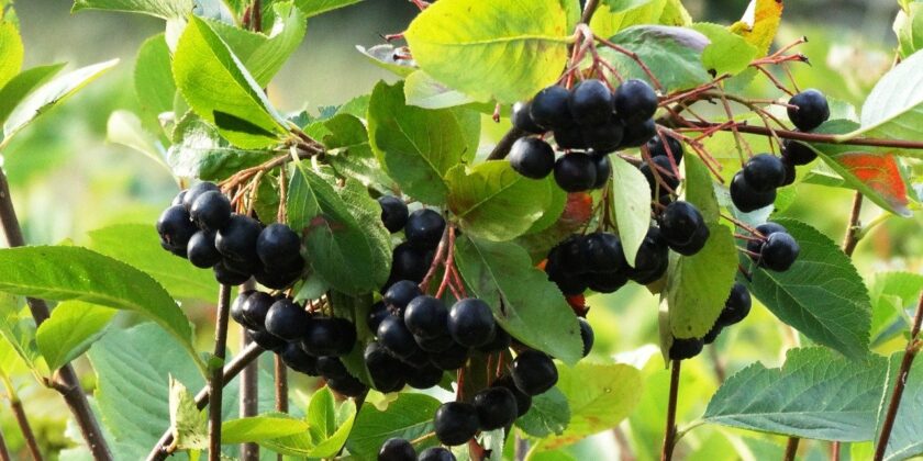 aronia