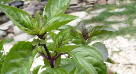 basilico cannella