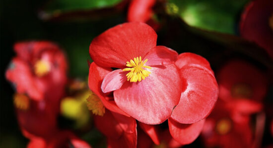 begonia