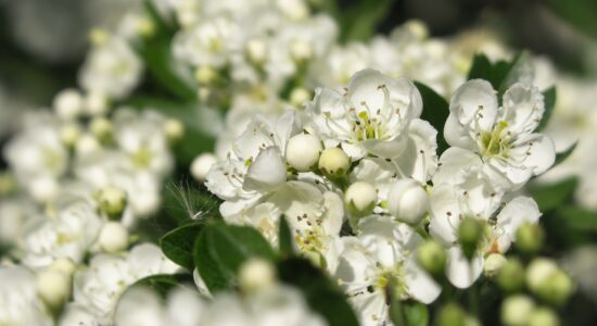 biancospino