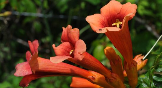 bignonia