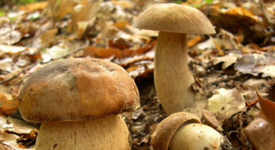 boletus aestivalis