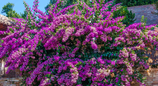 bouganvillea