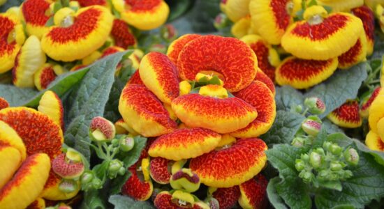 calceolaria