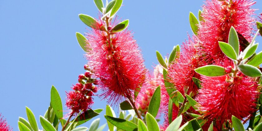 callistemon