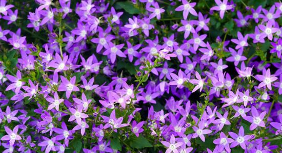 campanula