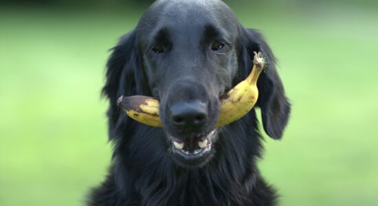 cane frutta