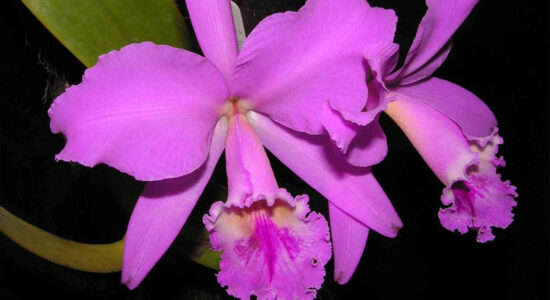 cattleya