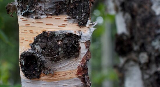 chaga