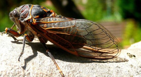cicala