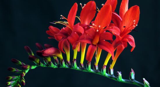 crocosmia