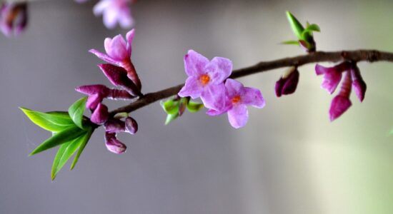 daphne mezereum