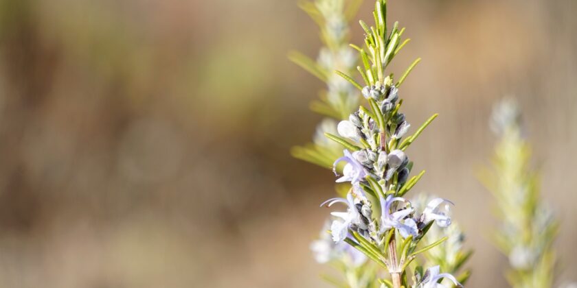 erba aromatica