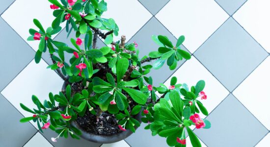 pianta