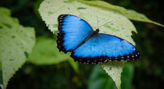farfalla